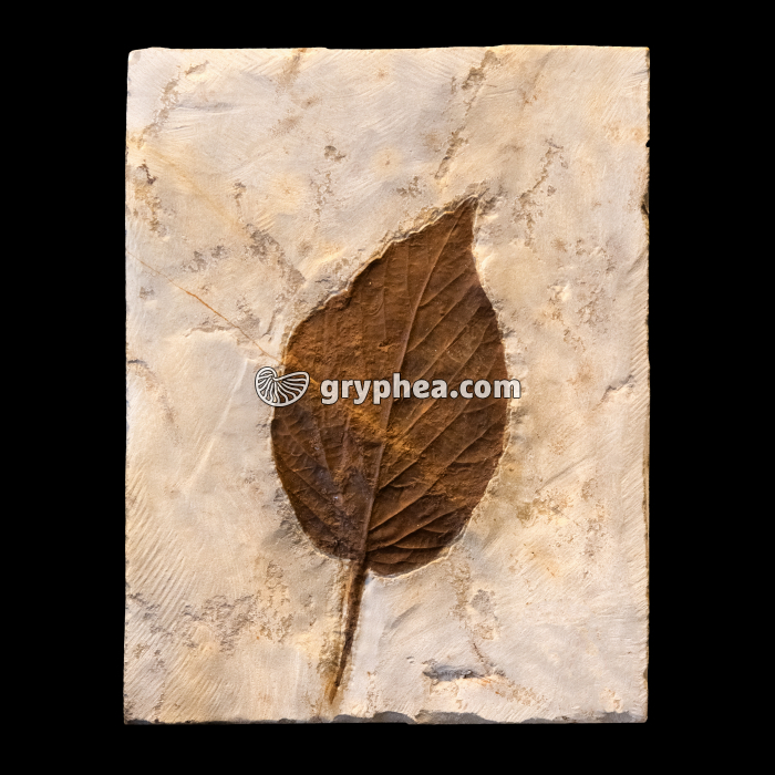 Feuille de Celtis aspera (Paléocène, Glendive, Montana, USA) - gryphea.org